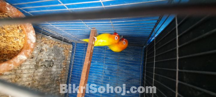 Love birt for sell
